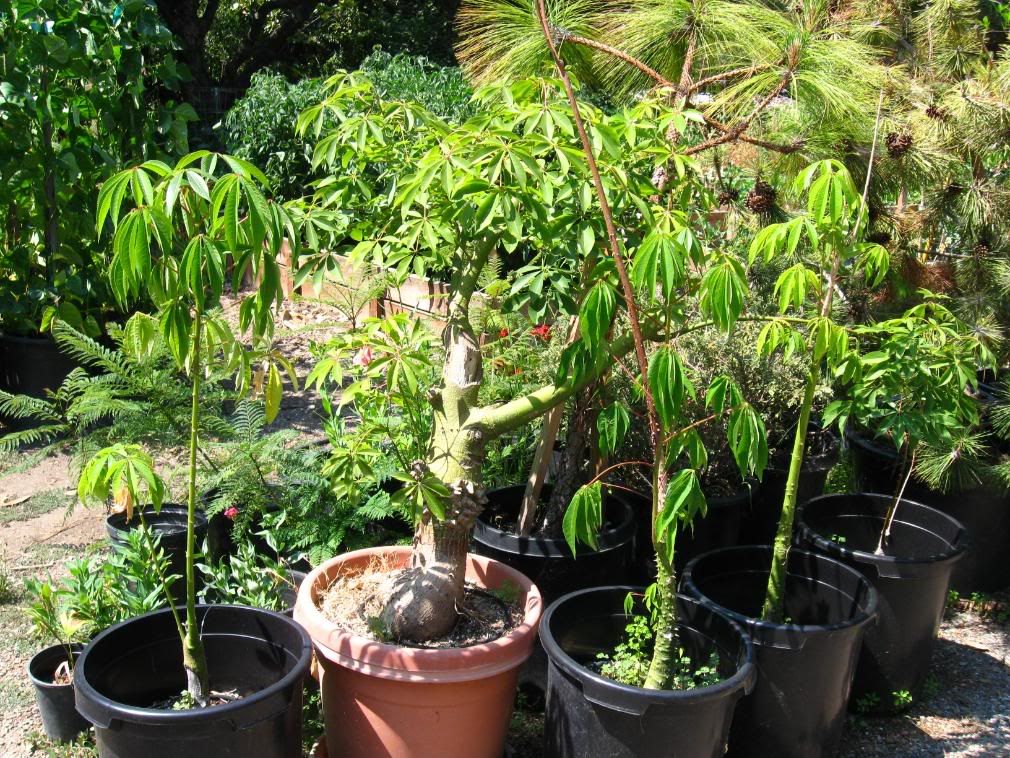 Bonsai Silk Floss Tree..Chorisia.